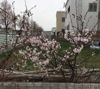 北海道雪ですよ！　うちの桜は咲いてるのに！