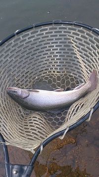 やっぱり楽しい高原FA！