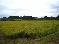 稲刈り 2008/09/29 00:03:00