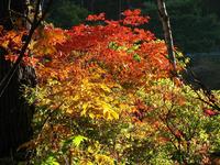 信州紅葉つー1