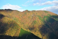 秩父紅葉つー