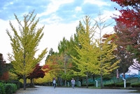 秩父紅葉つー