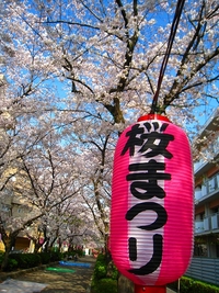 桜並木