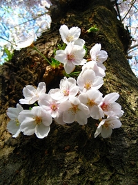 桜並木