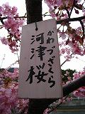 河津さくら 満開