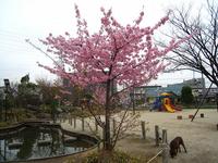 河津さくら 満開