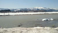 魚野川近況。 2012/04/14 13:00:56