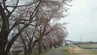 桜開花♪ 2012/04/26 23:31:52