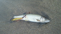 祝！２０１２年魚野川鮎友釣り解禁！ 2012/07/10 12:49:34