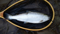 夏の魚野川名物！ 2011/06/27 23:54:51