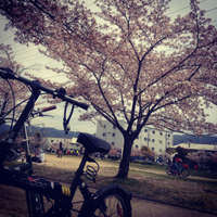 近所の公園で花見 2012/04/17 22:20:47