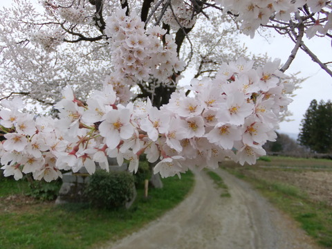 桜・桜・桜