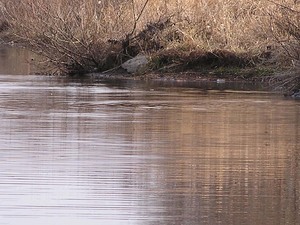 シマドジョウ仲間入り