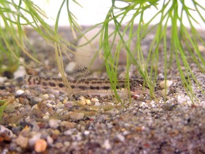 シマドジョウ仲間入り