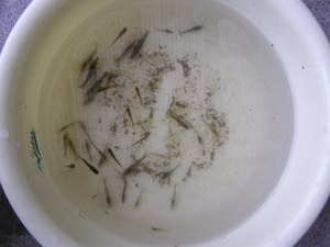 シマドジョウ仲間入り