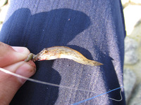沙魚釣