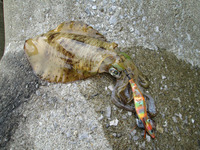 高級魚三昧！