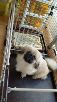 九ちゃん新居で快適なのは？飼い主の方かも。