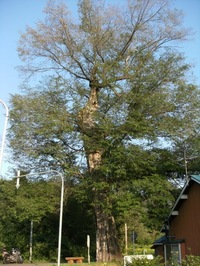 樹齢６００年のハルニレの樹と東洋一だった立抗跡。