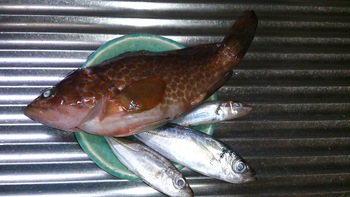 アジ・キス・アコウ食べますよ～、でもね