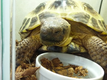 アジ・キス・アコウ食べますよ～、でもね