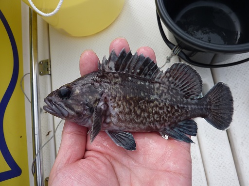 ひとつテンヤ マダイ IN 仙台湾