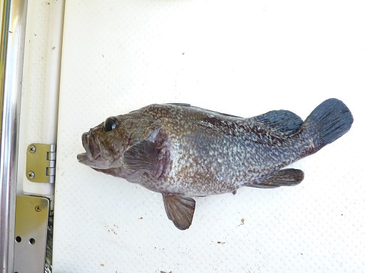 ひとつテンヤ マダイ IN 仙台湾