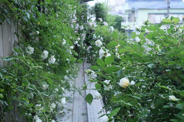 北側の壁で咲くクライミングローズたち　～冬剪定から花ガラ摘みまでの姿～　