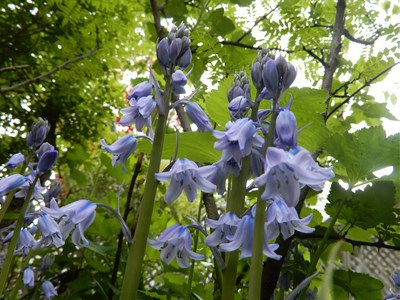 カラフルな薪ストーブと大きな窓のロマンチカル +  なんちゃって薪ストーブ + テラスの花たち