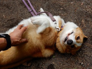 愛妻の丘・ソロだから愛は叫べないけど ～つまごいパノラマラインの絶景～ 嬬恋キャンプ場デビュー[7]