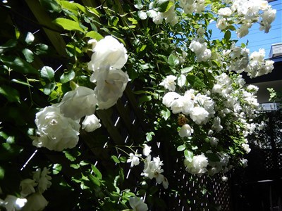 ローベンス・フェアバンクスの兄弟　～ローベンス・グリーンコーン～　+ バラの花ガラ摘み + 内山牧場の想い出