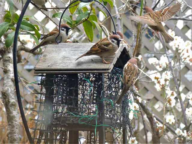 2Fテラスの春　～訪れる野鳥たち～　…に、いただいたコメントへのコメント