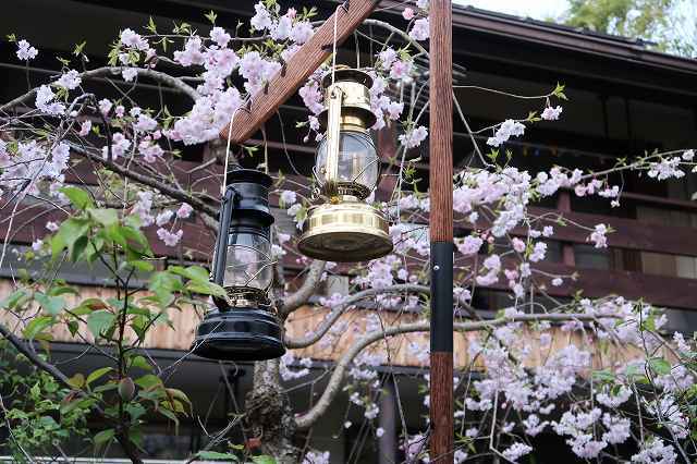 ランクル70デュオキャンプ:テラスで咲くしだれ桜と、木製ランタンスタンドの逸品・錘櫻(シダレ桜) ～室内でも使用中!～
