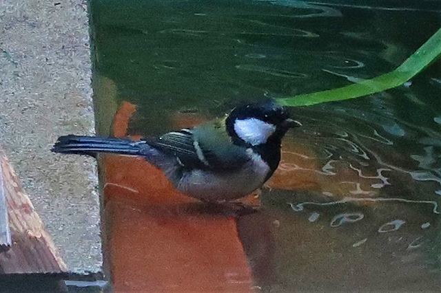 2Fテラスの春　～訪れる野鳥たち～　…に、いただいたコメントへのコメント