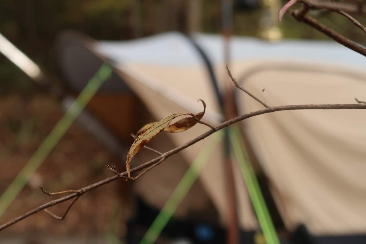 朝日を見た「裏NAPiの森」は原生林 & カレーおでん→チーズon→…を朝飯に ～もみぢの絨毯・微睡の森NAPi[6]～