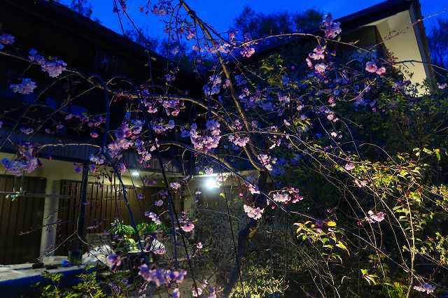 2Fテラス空中庭園のちょこっとアウトドア [1]　 ～春を告げる枝垂れ桜と、五月の訪れを告げる白い花菖蒲～