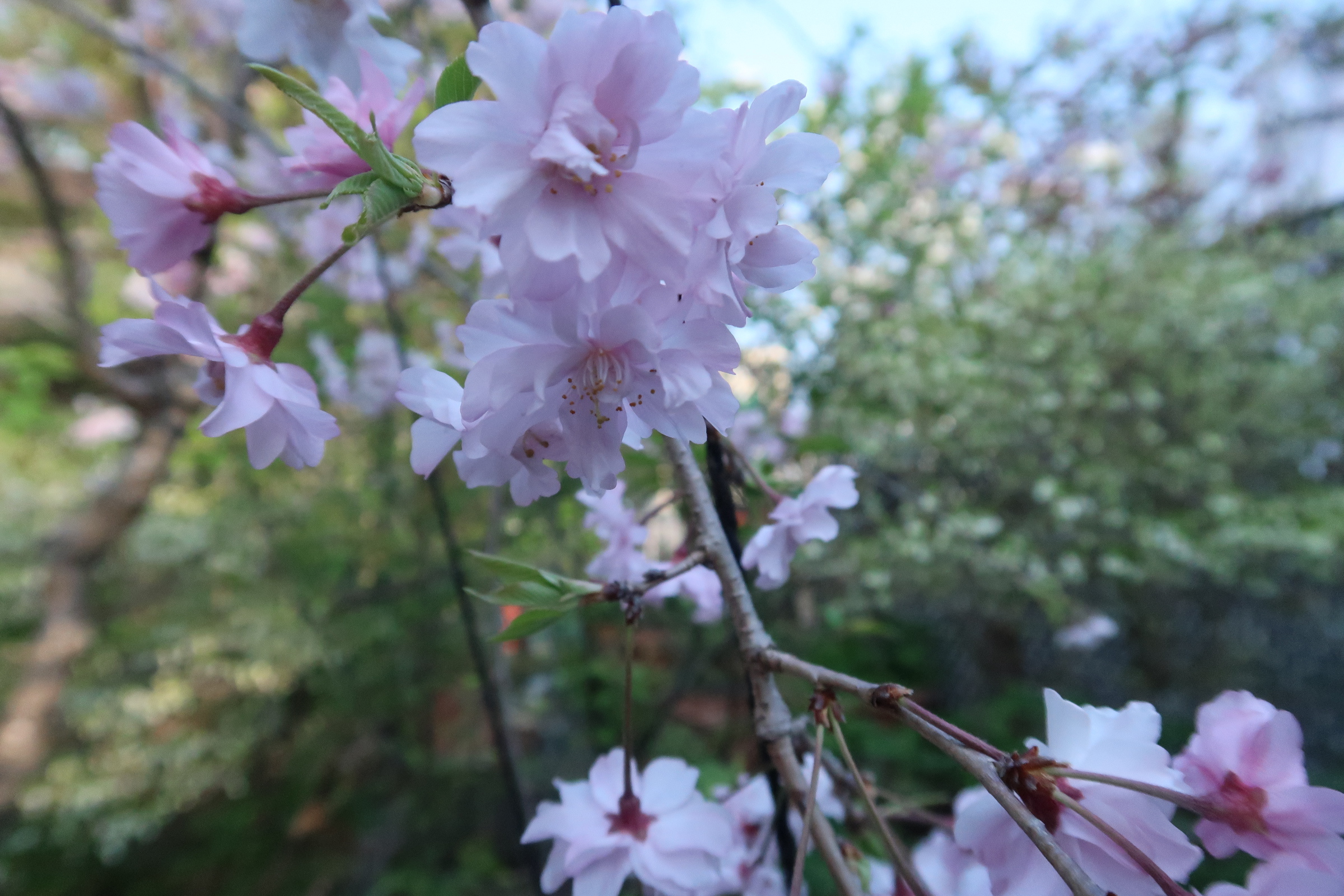 2Fテラス空中庭園のちょこっとアウトドア [1]　 ～春を告げる枝垂れ桜と、五月の訪れを告げる白い花菖蒲～