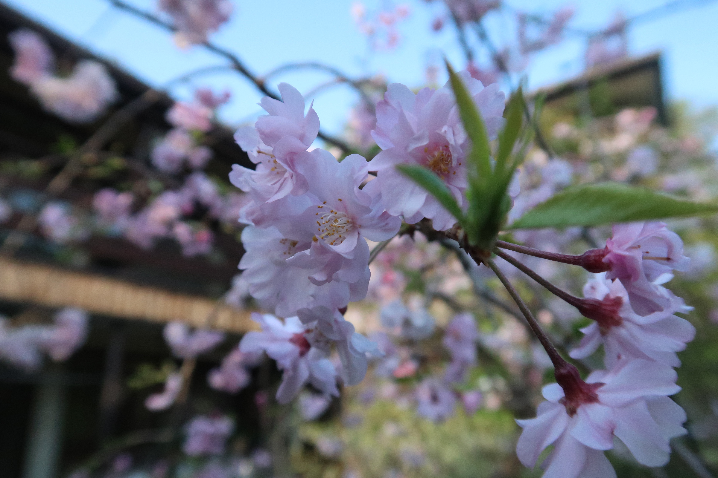 2Fテラス空中庭園のちょこっとアウトドア [1]　 ～春を告げる枝垂れ桜と、五月の訪れを告げる白い花菖蒲～