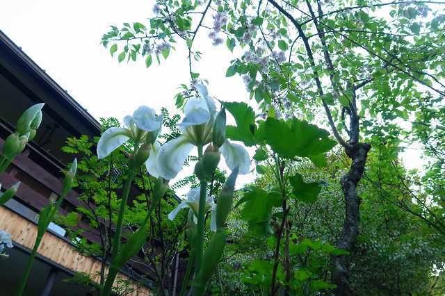 2Fテラス空中庭園のちょこっとアウトドア [1]　 ～春を告げる枝垂れ桜と、五月の訪れを告げる白い花菖蒲～