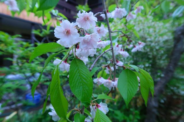 2Fテラス空中庭園のちょこっとアウトドア [1]　 ～春を告げる枝垂れ桜と、五月の訪れを告げる白い花菖蒲～