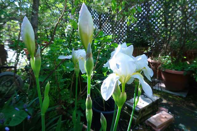 2Fテラス空中庭園のちょこっとアウトドア [1]　 ～春を告げる枝垂れ桜と、五月の訪れを告げる白い花菖蒲～