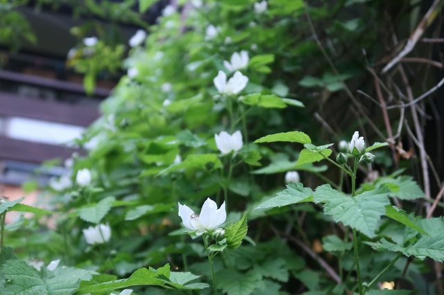 GW前の4月20日にオープンのはずだったのに…　～春なのに強風と氷点下のツンデレフィールド内山牧場キャンプ場 [1]