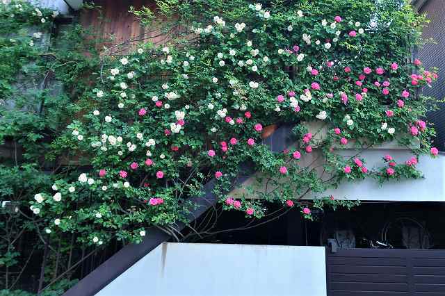 鉢植えのクライミングローズ　～地植えできなくてもつる薔薇は咲く!!～