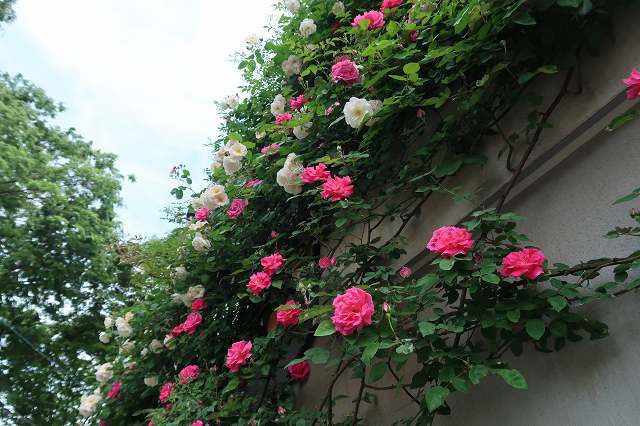 鉢植えのクライミングローズ　～地植えできなくてもつる薔薇は咲く!!～