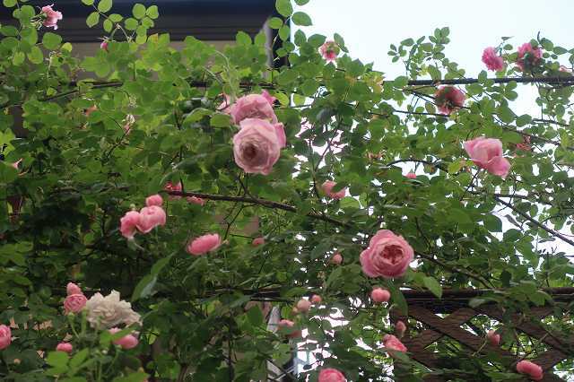 鉢植えのクライミングローズ　～地植えできなくてもつる薔薇は咲く!!～