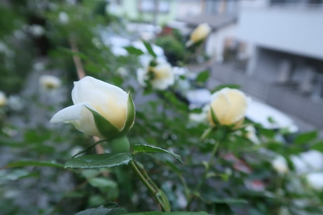 北側の壁で咲くクライミングローズたち　～冬剪定から花ガラ摘みまでの姿～　