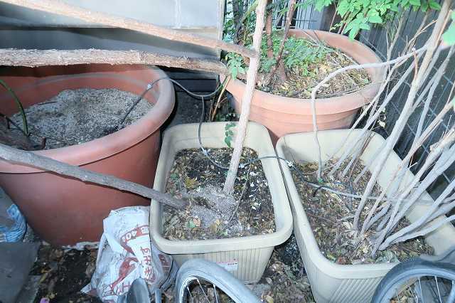 鉢植えのクライミングローズ　～地植えできなくてもつる薔薇は咲く!!～