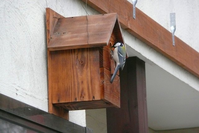 ランクル70デュオキャンプ 2fテラスの春 訪れる野鳥たち スズメ夫婦とメジロの訪問 そしてシジュウカラの巣づくり