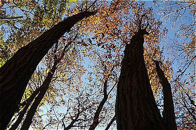 魚の眼で眺めたNAPiの紅葉・落葉の布団・手抜きディナーはおでんグラタンスープ ～もみぢの絨毯・微睡の森NAPi[3]～