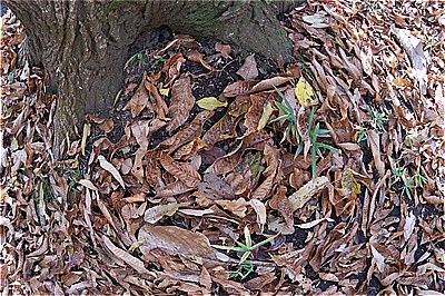 魚の眼で眺めたNAPiの紅葉・落葉の布団・手抜きディナーはおでんグラタンスープ ～もみぢの絨毯・微睡の森NAPi[3]～